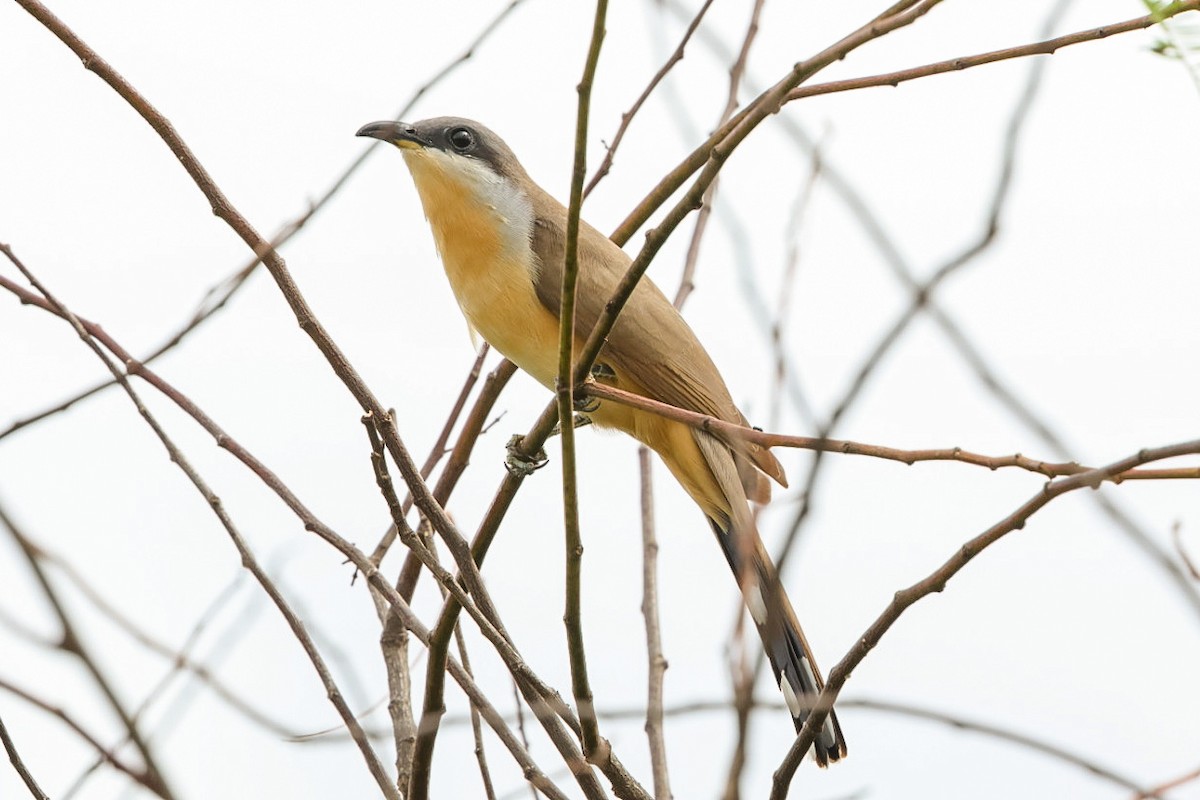 Кукліло бурий - ML644954708