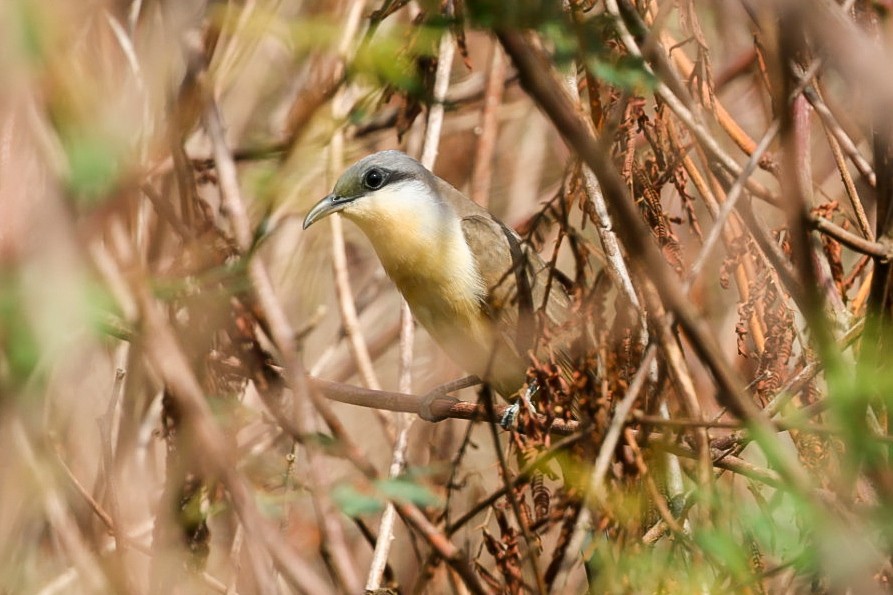 Кукліло бурий - ML644954709