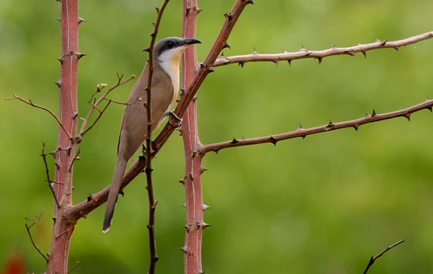 Кукліло бурий - ML644954710