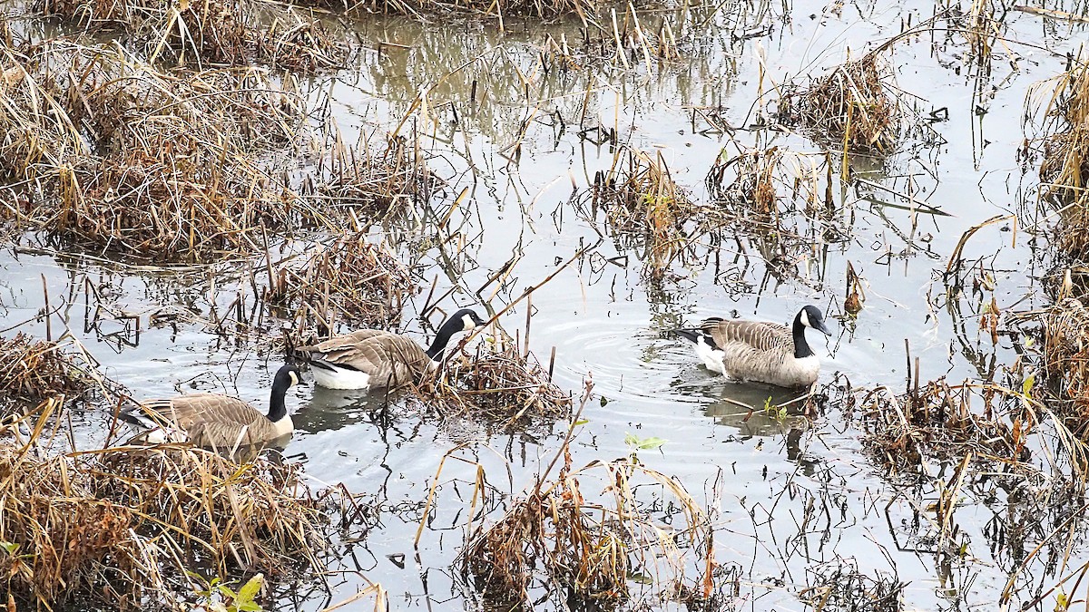 Canada Goose - ML644954718