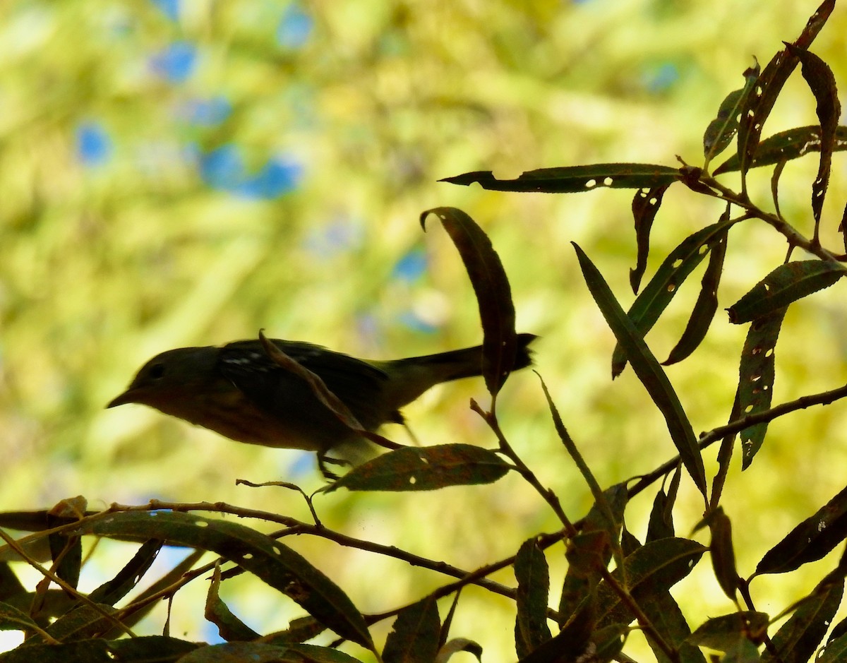 Magnolia Warbler - ML644954719