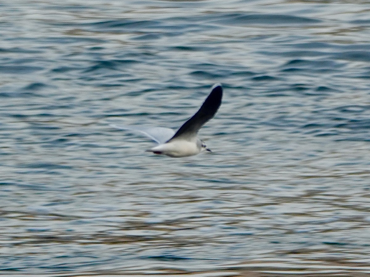 Little Gull - ML644954721