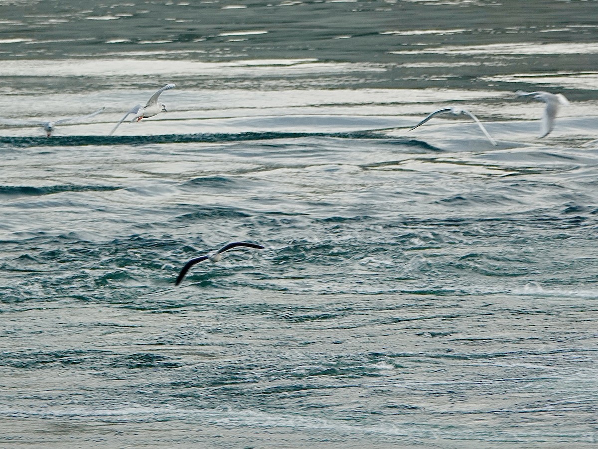 Little Gull - ML644954722