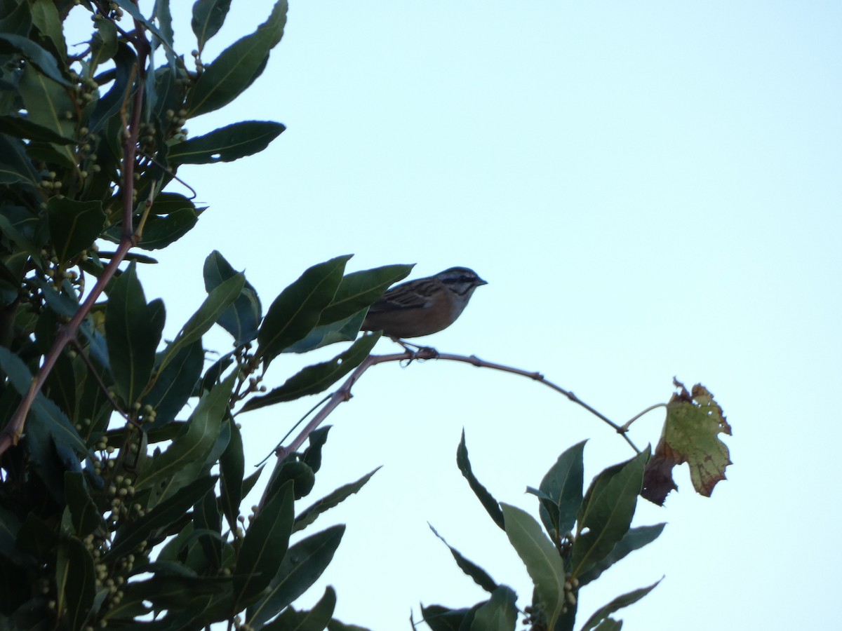 Rock Bunting - ML644954737