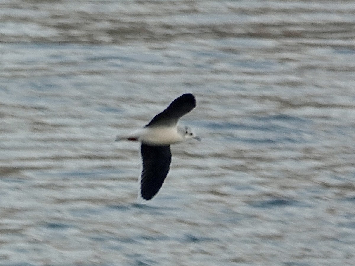 Little Gull - ML644954738
