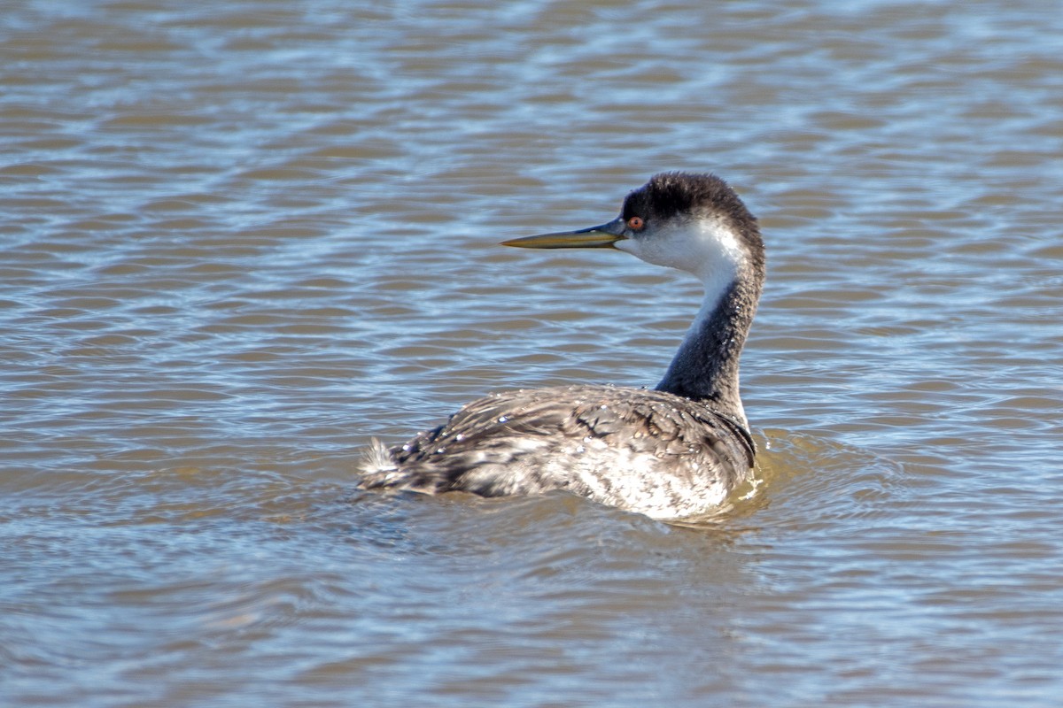 Western Grebe - ML644954756