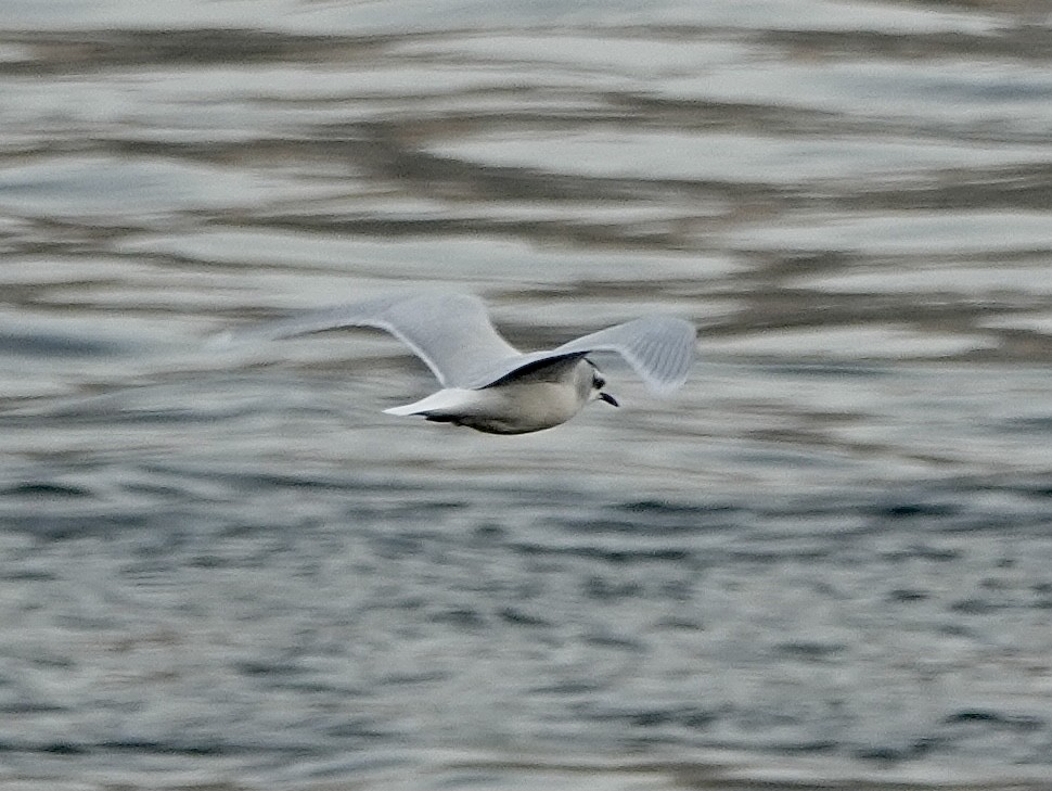 Bonaparte's Gull - ML644954768