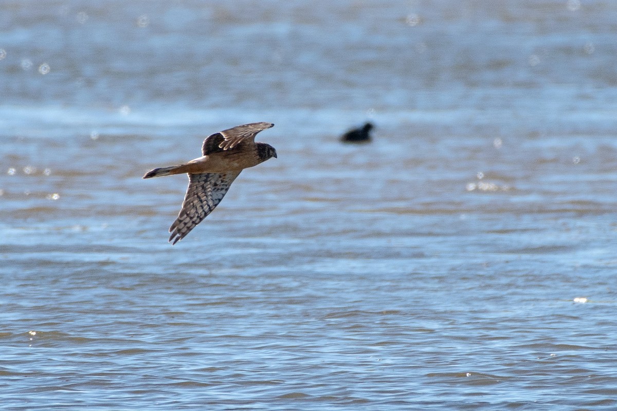 Northern Harrier - ML644954802