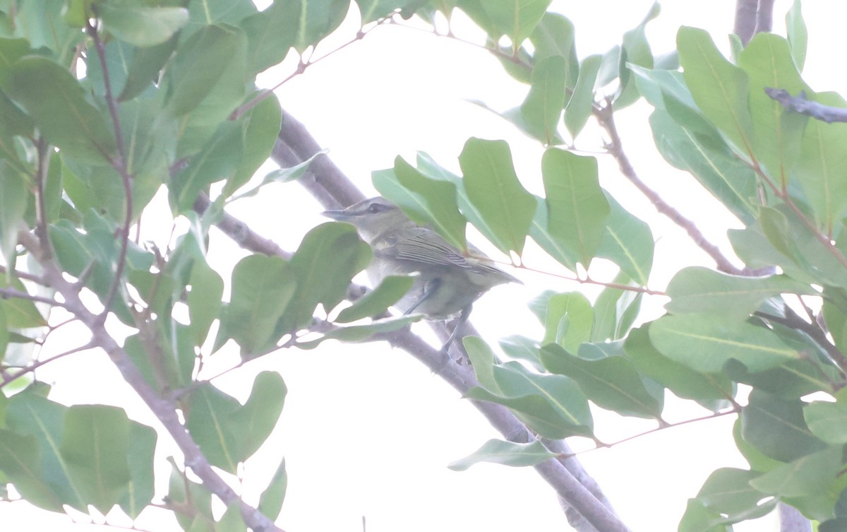 アカメモズモドキ - ML644954809