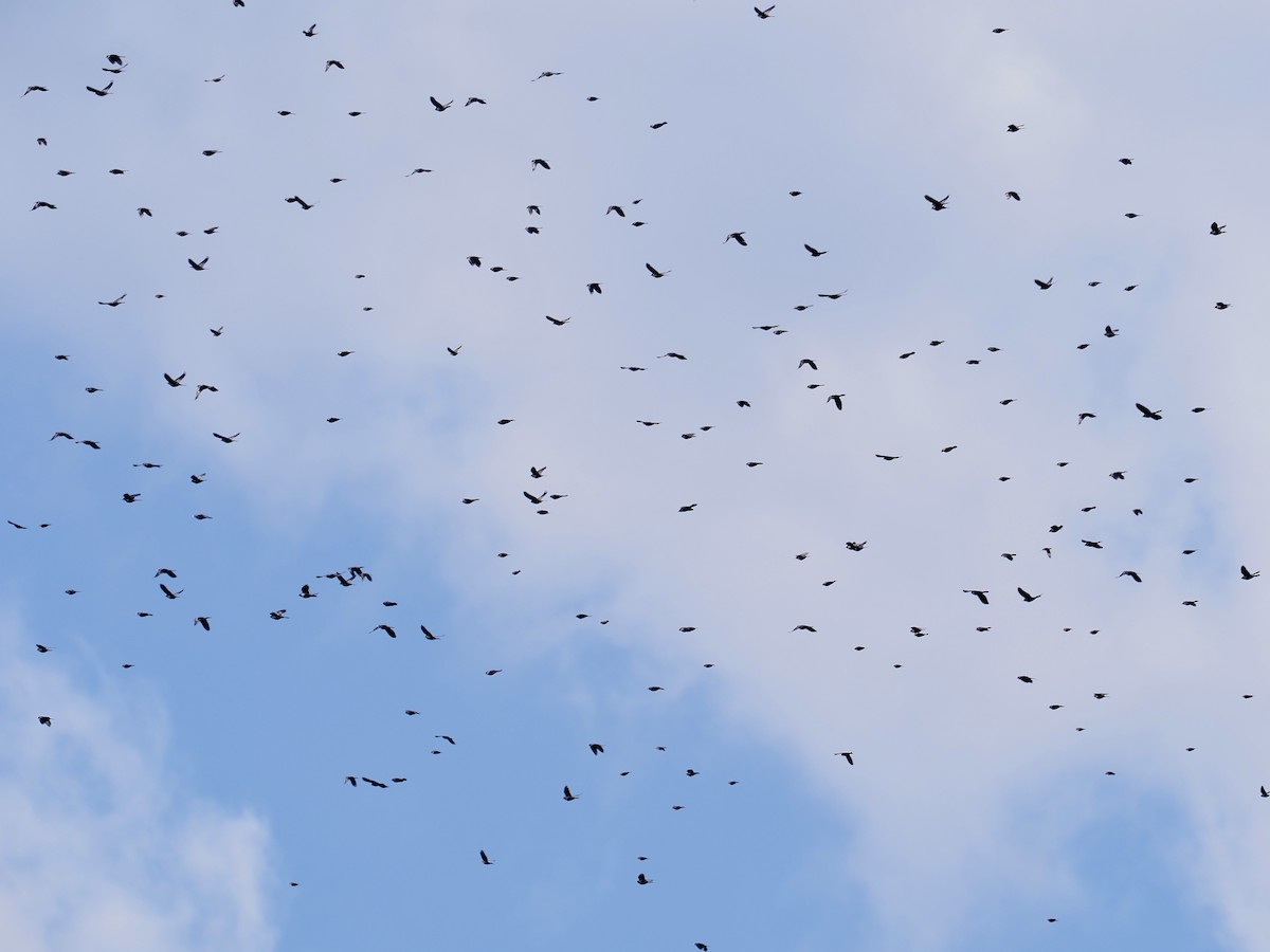 ictéridé sp. - ML644954813