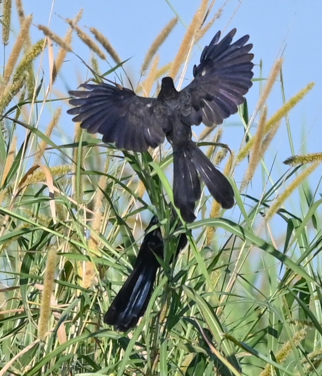 glattnebbani - ML644954817