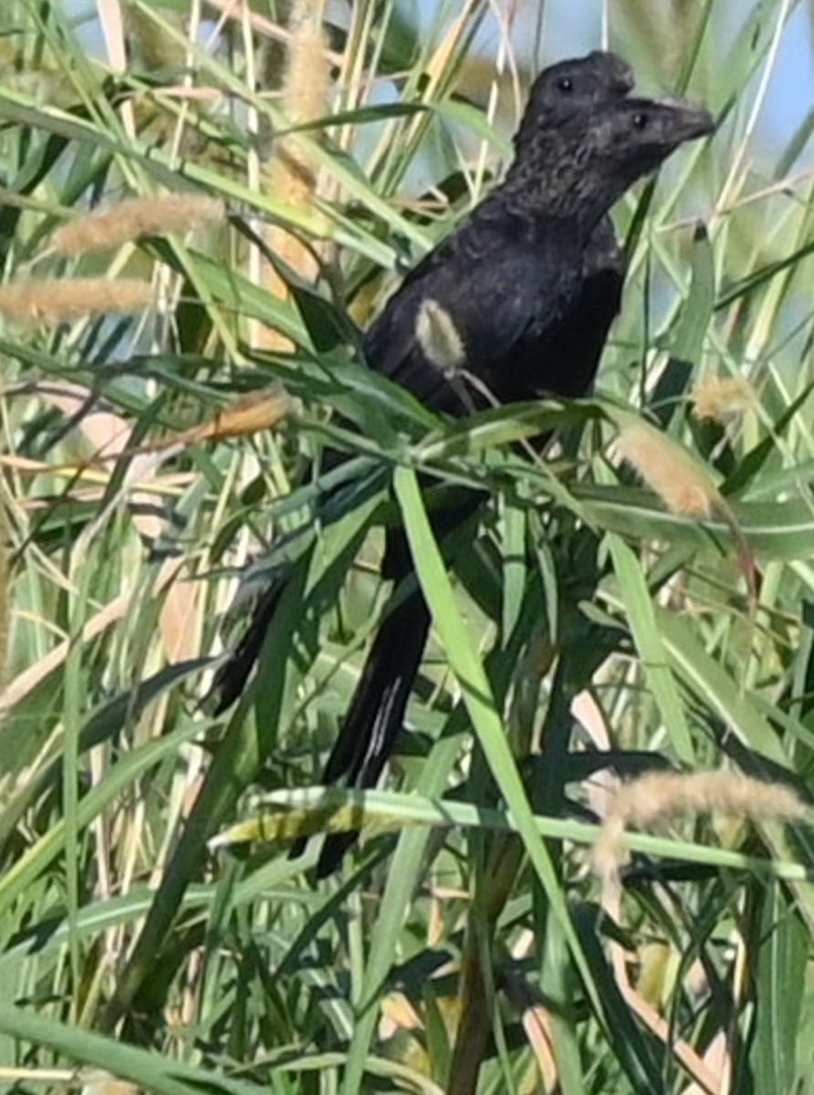 Smooth-billed Ani - ML644954818