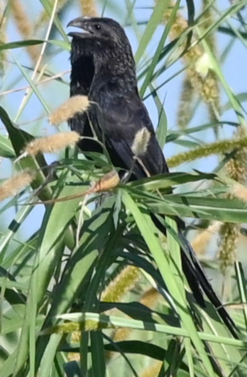 Smooth-billed Ani - ML644954819