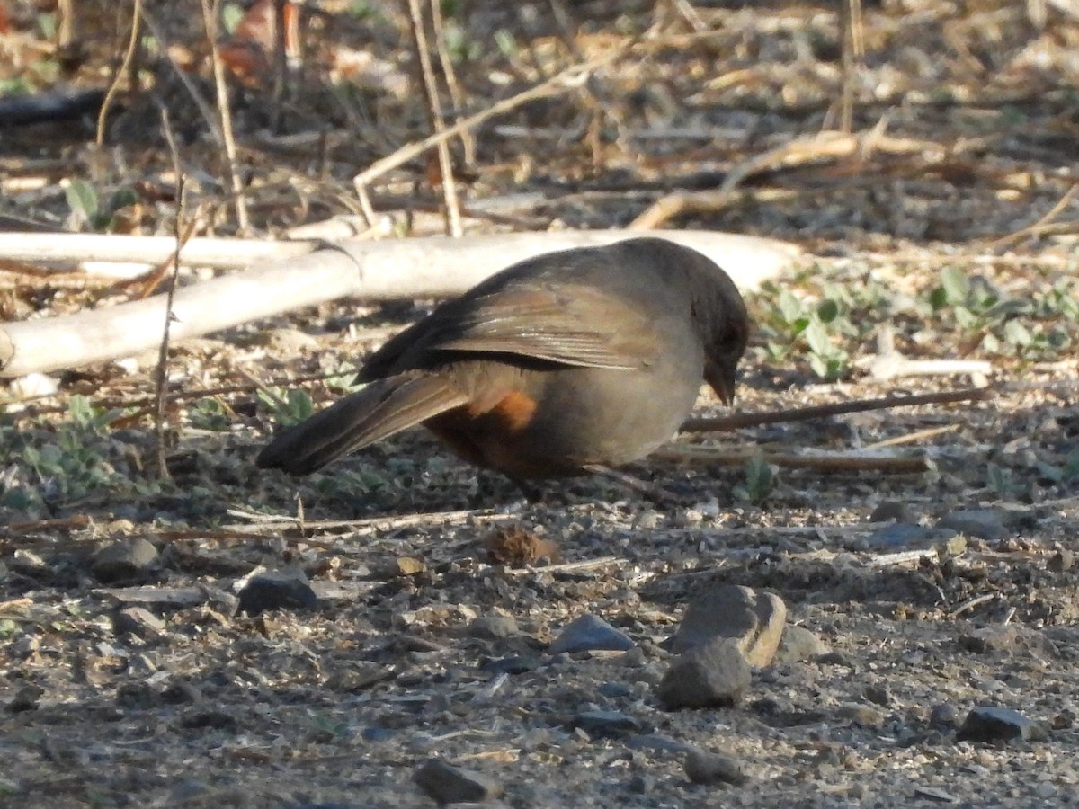 California Towhee - ML644954820