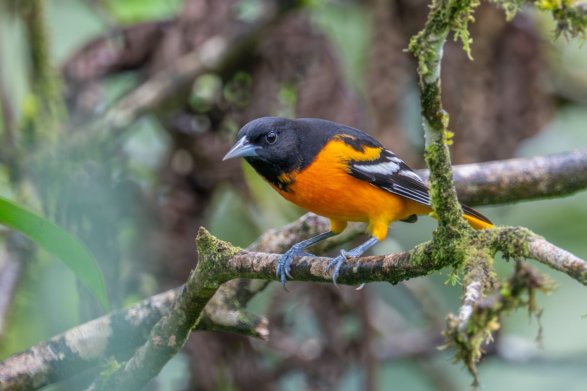 Baltimore Oriole - ML644954825
