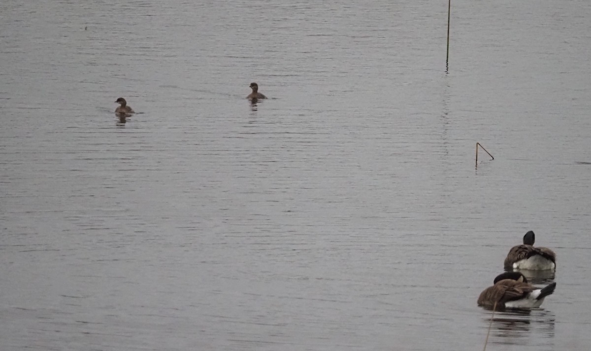 Pied-billed Grebe - ML644954827