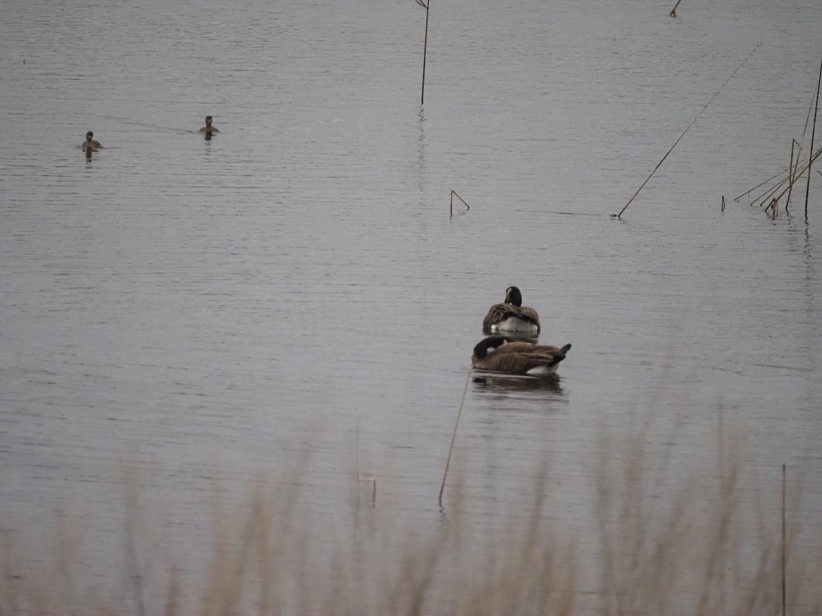 Pied-billed Grebe - ML644954828