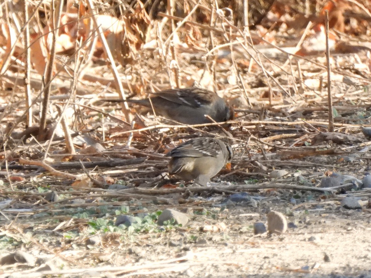 White-crowned Sparrow - ML644954830