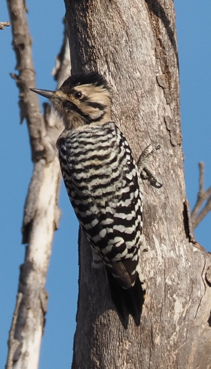 Ladder-backed Woodpecker - ML644954831