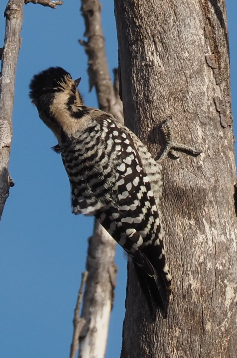 Ladder-backed Woodpecker - ML644954833