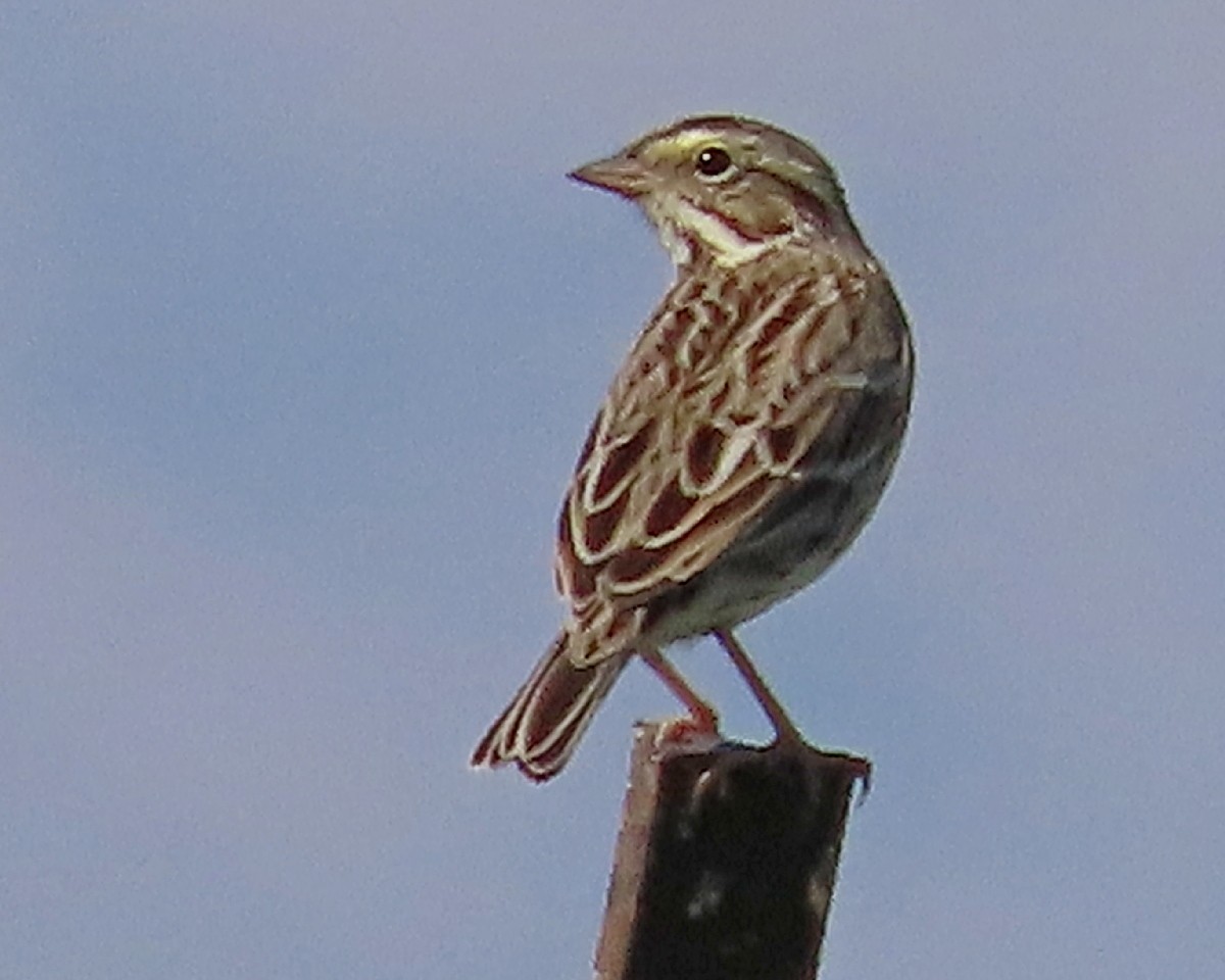 Savannah Sparrow - ML644954834