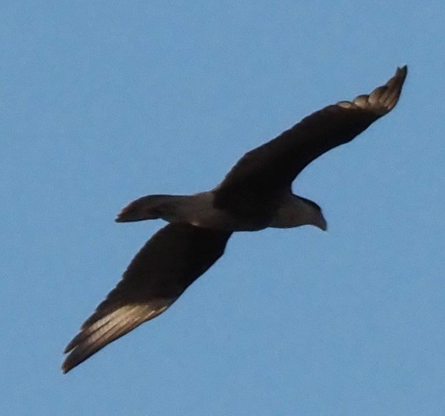 Crested Caracara - ML644954835