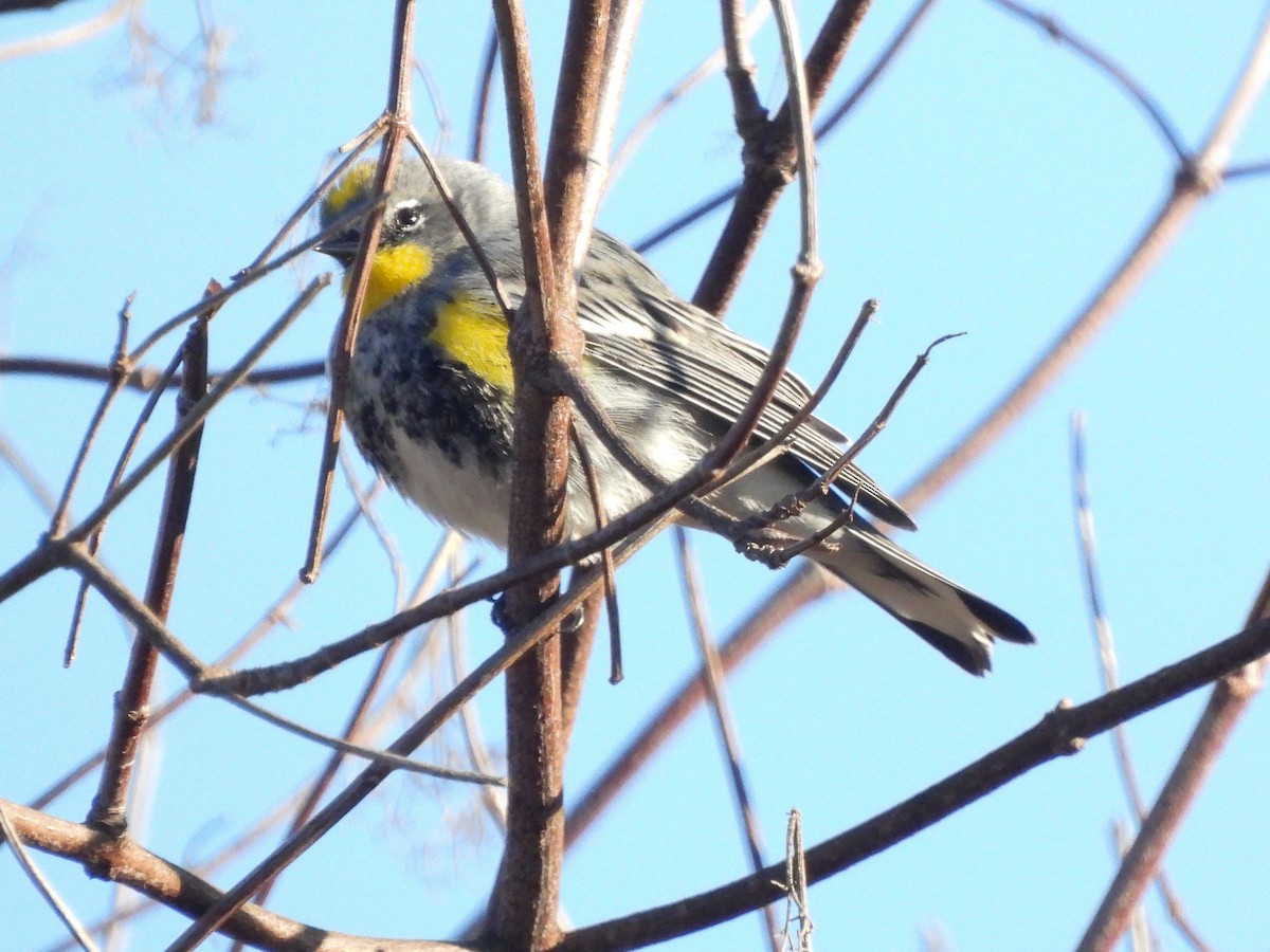Yellow-rumped Warbler - ML644954836