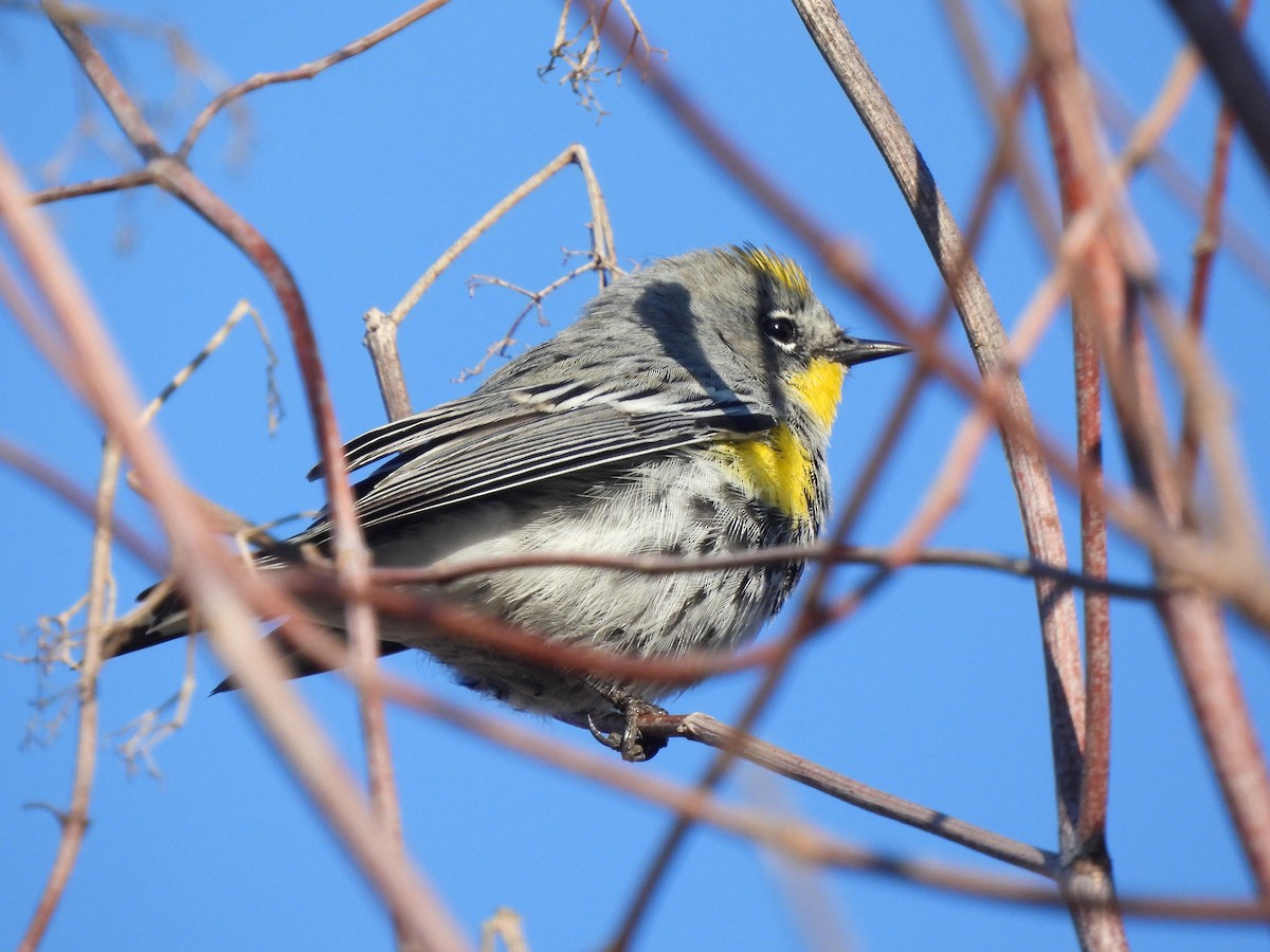Yellow-rumped Warbler - ML644954837
