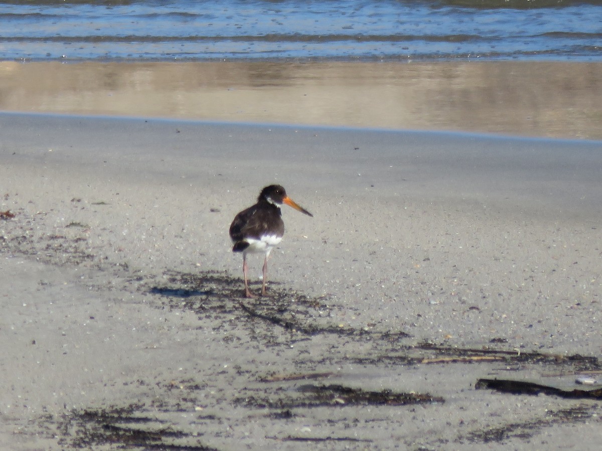 Eurasian Oystercatcher - ML644954838