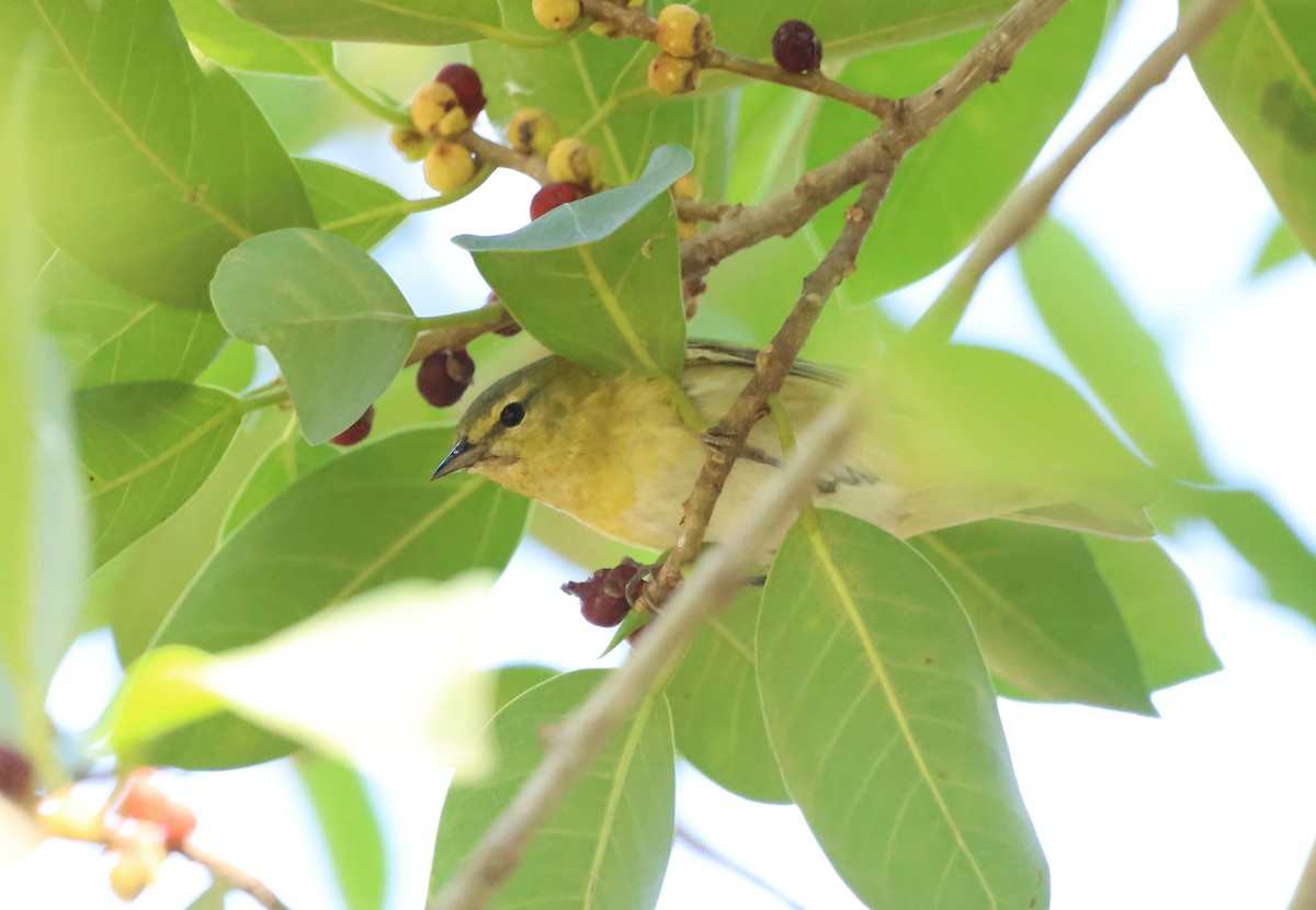 Tennessee Warbler - ML644954839