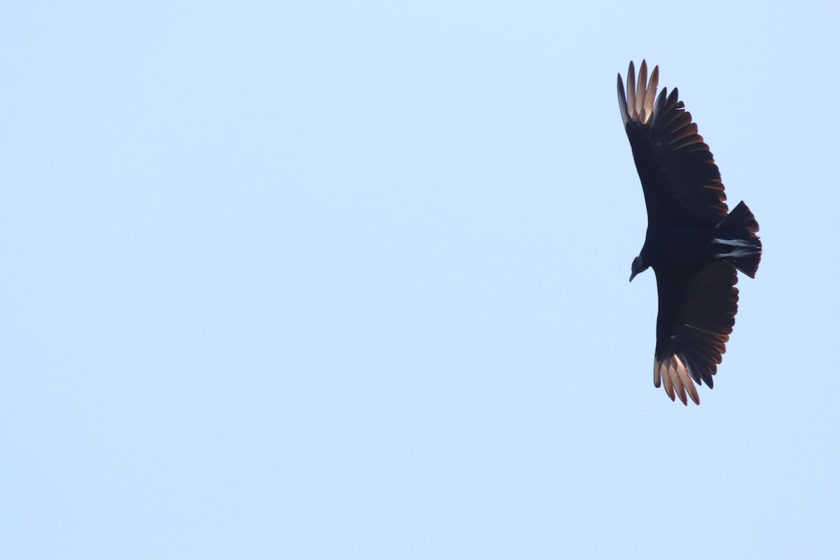 Black Vulture - ML644954841