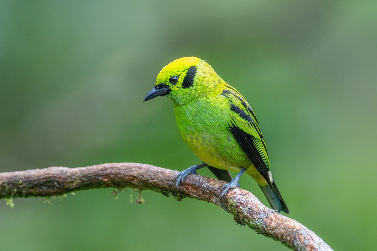 Emerald Tanager - ML644954842
