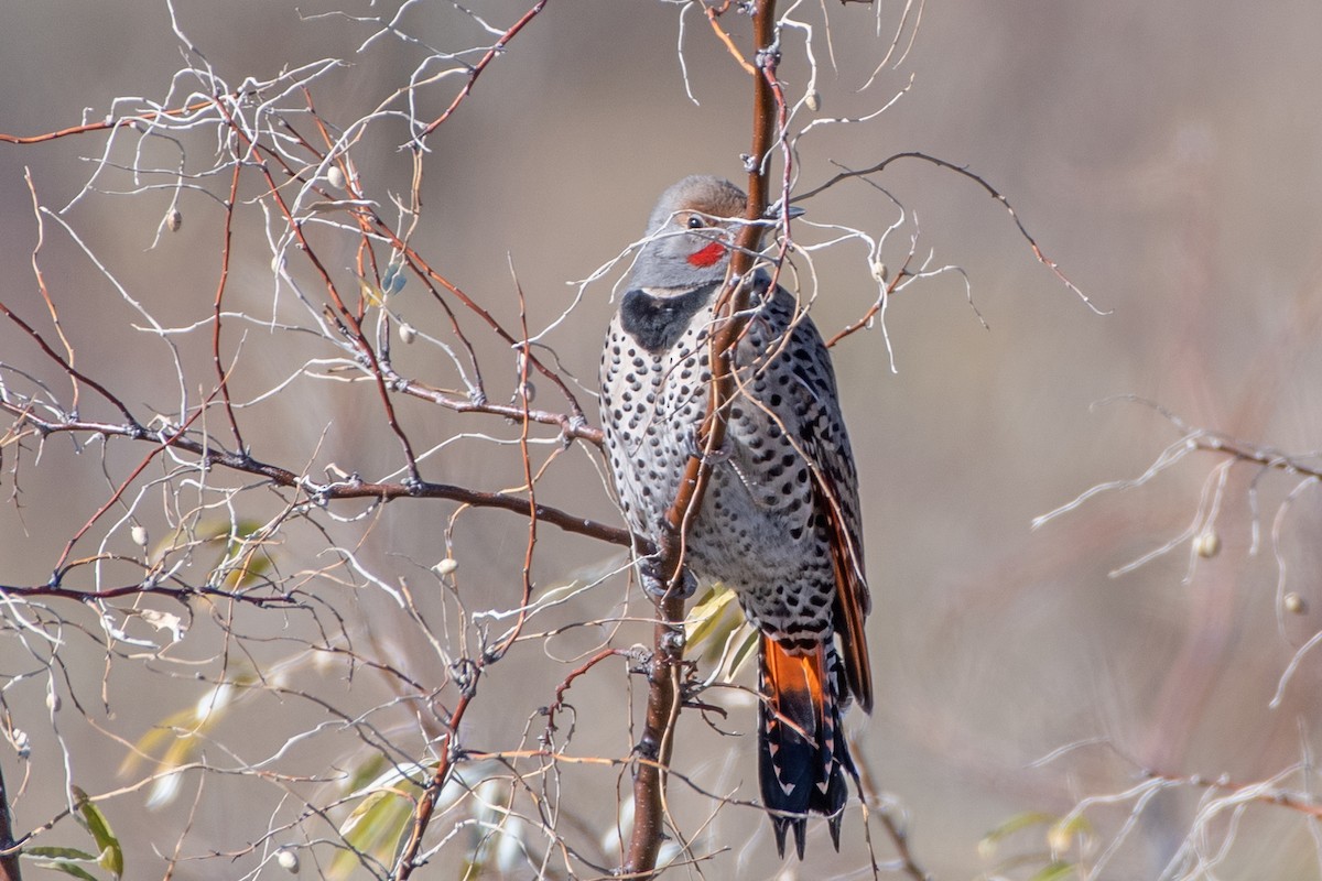 Northern Flicker (Red-shafted) - ML644954843