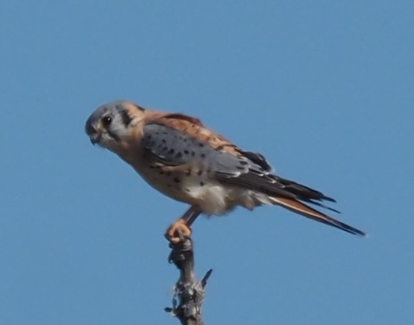 American Kestrel - ML644954844
