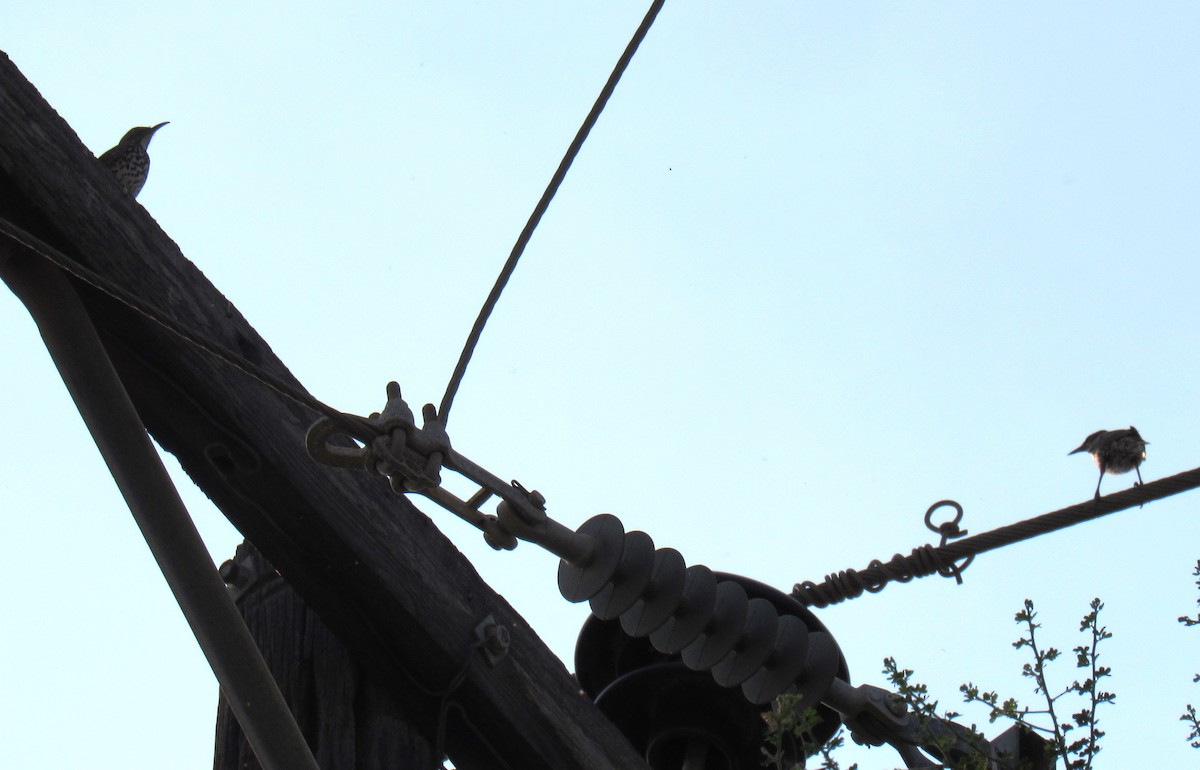 Gray Thrasher - ML644954845