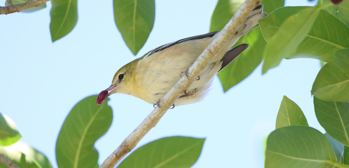 Bay-breasted Warbler - ML644954846