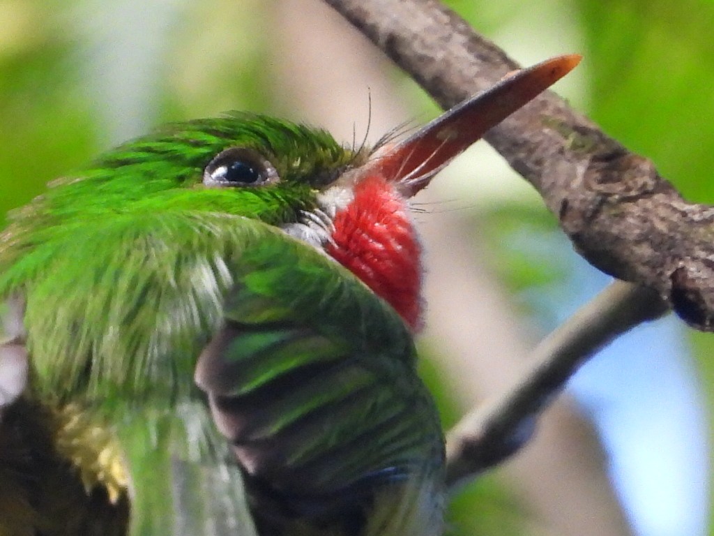 Puerto Rican Tody - ML644954847