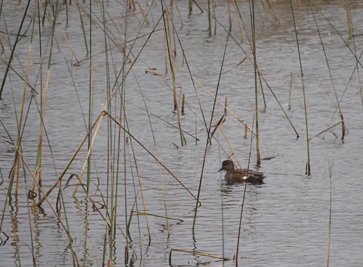 Gadwall - ML644954848