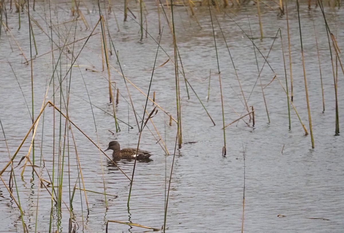 Gadwall - ML644954849