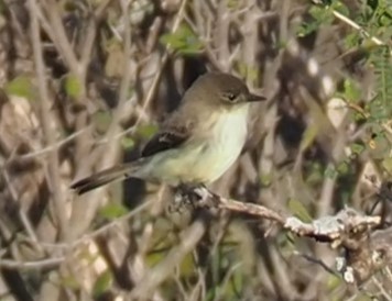 Eastern Phoebe - ML644954850