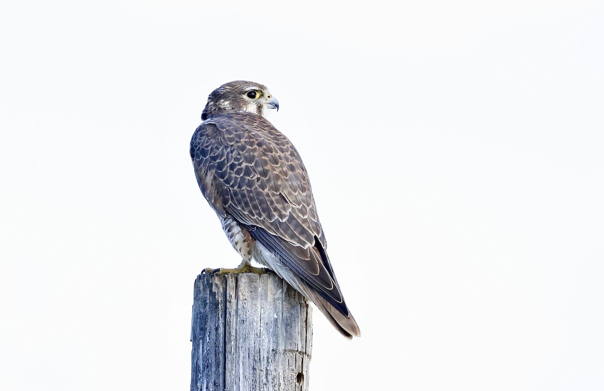 Prairie Falcon - ML644954851