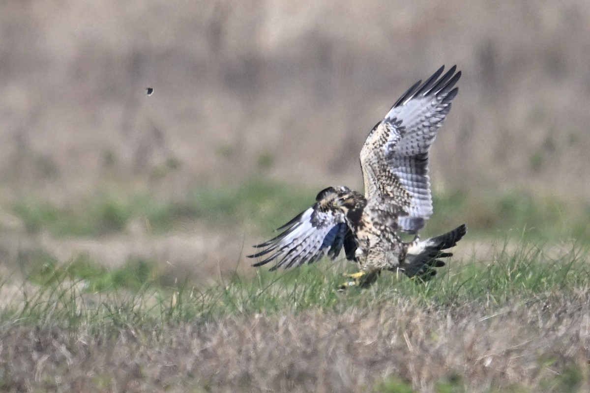 Свенсонов канюк - ML644954854