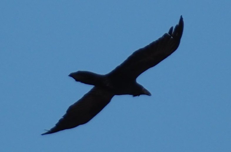 Common Raven - ML644954865