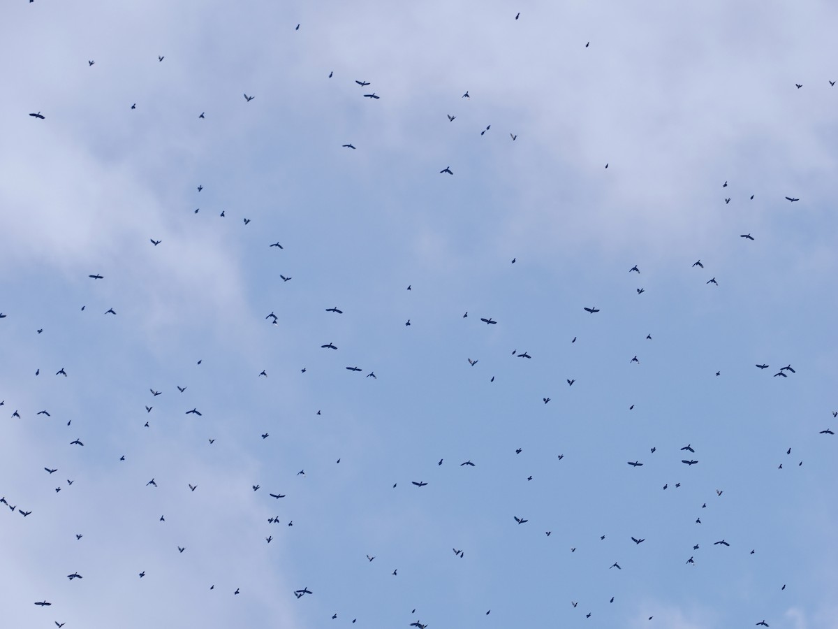 Common Grackle - ML644954868