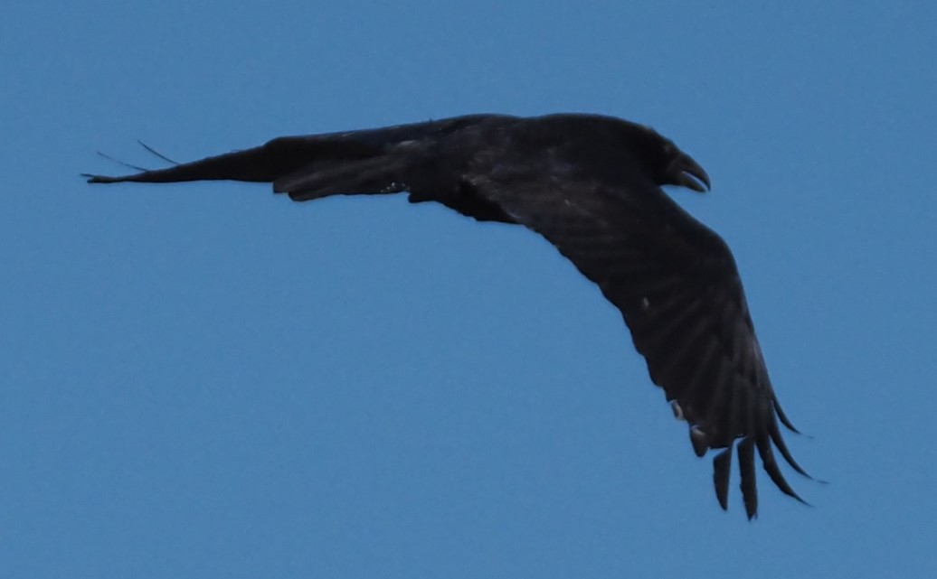 Common Raven - ML644954870