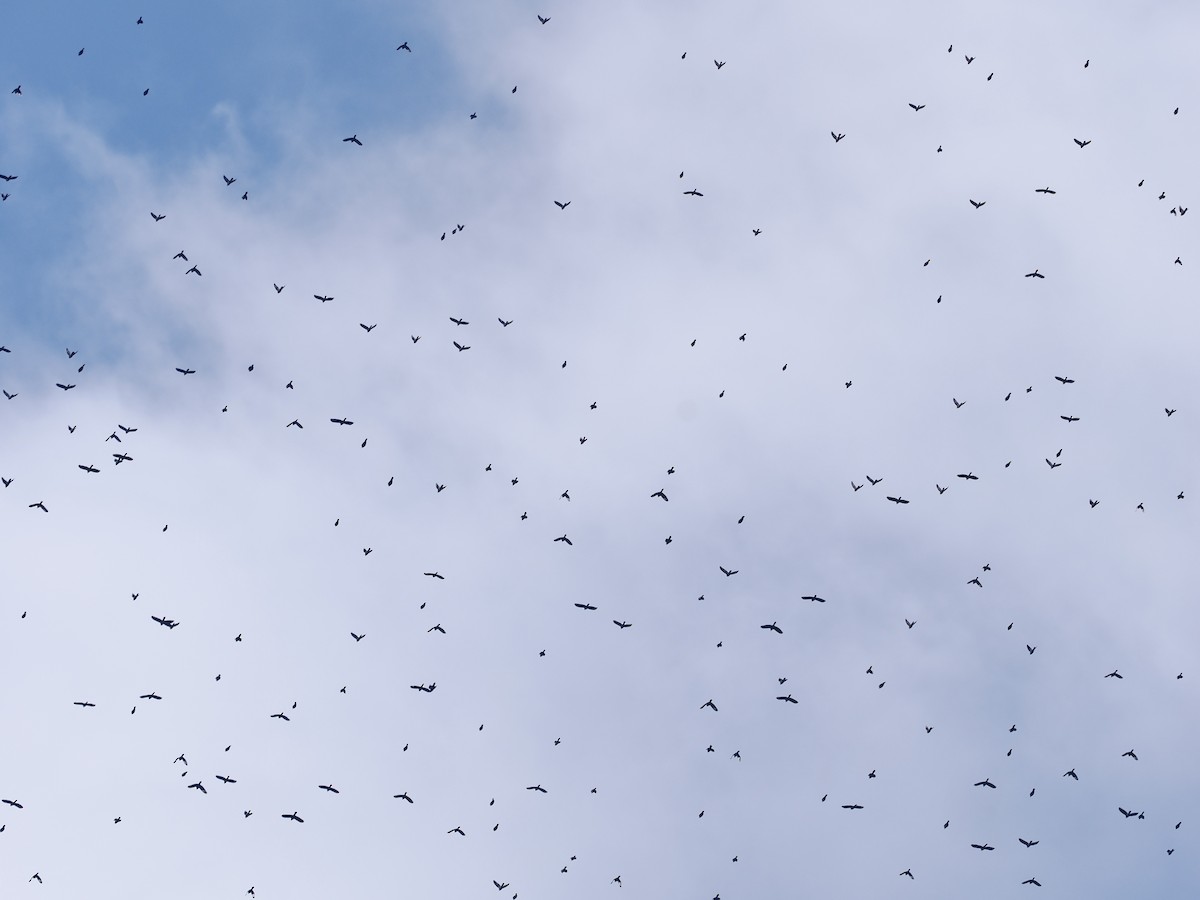 Common Grackle - ML644954873