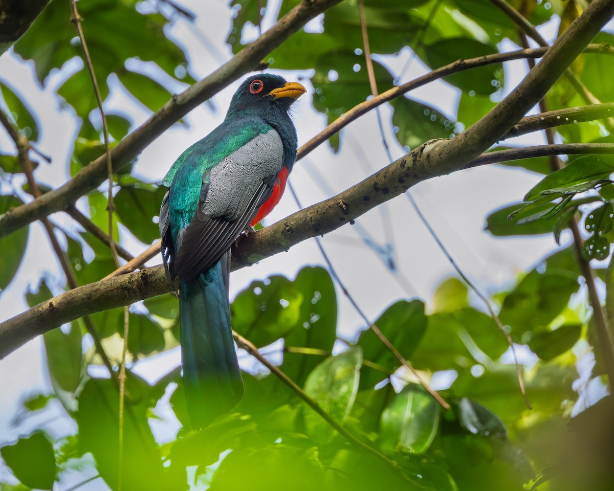 Black-tailed Trogon (Large-tailed) - ML644954885
