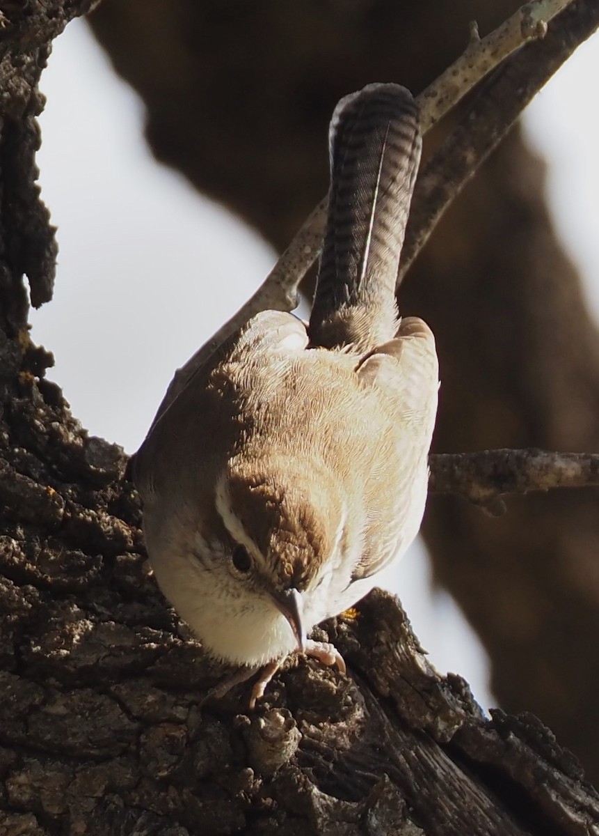 Bewick's Wren - ML644954899