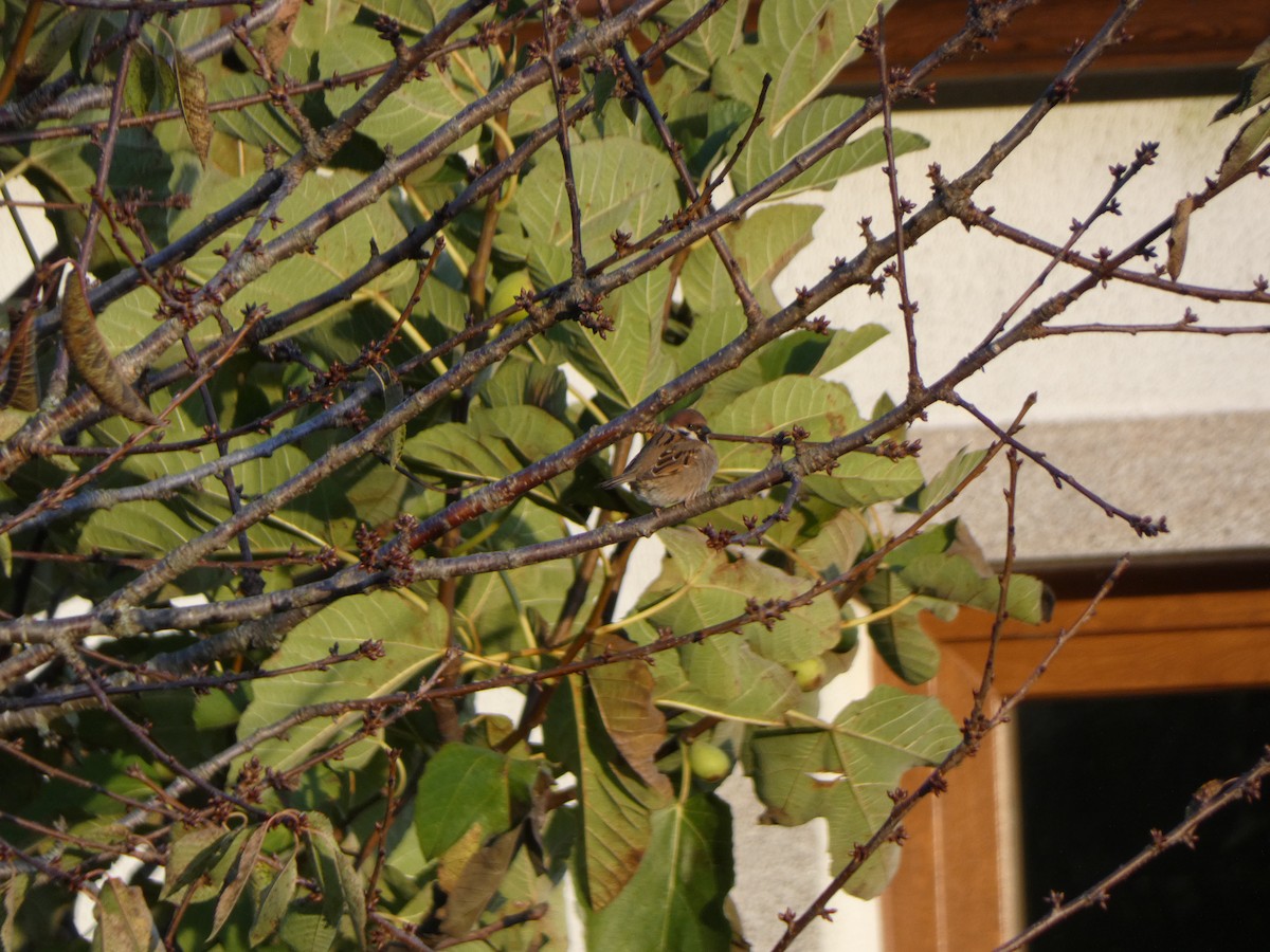 Eurasian Tree Sparrow - ML644954905