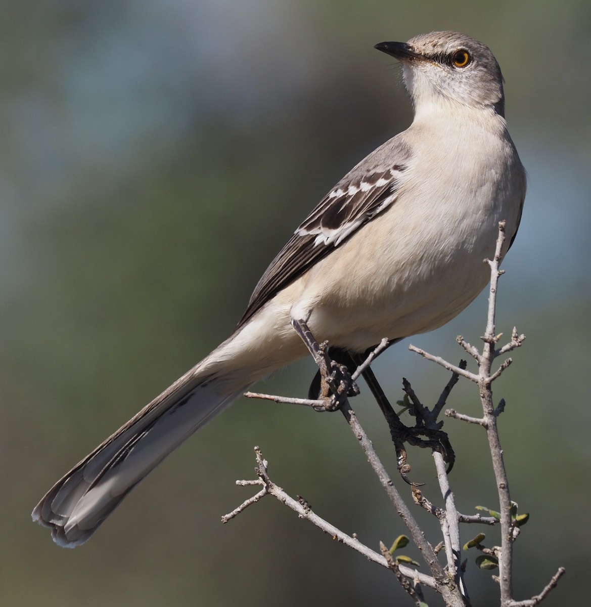 Northern Mockingbird - ML644954920